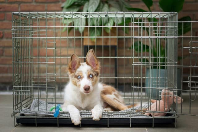How to Prepare Your Dog for Long-Distance Travel