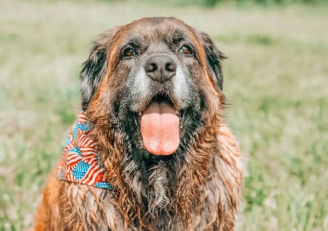 Top 5 Myths About Shipping Pets